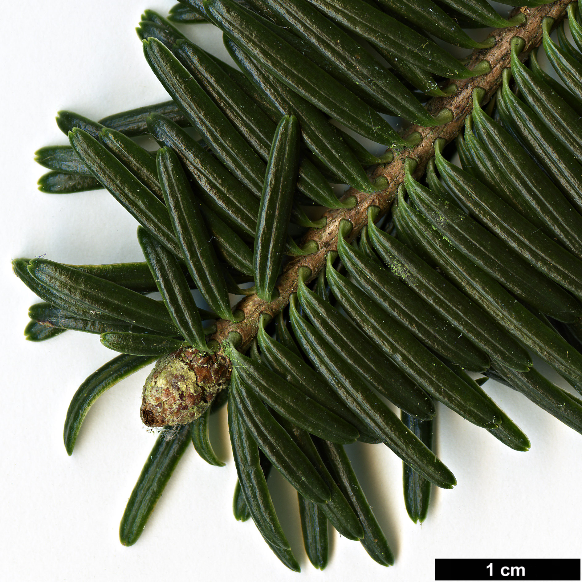 High resolution image: Family: Pinaceae - Genus: Abies - Taxon: delavayi - SpeciesSub: var. nukiangensis